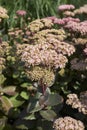 Sedum telephium Ã¢â¬ËMatronaÃ¢â¬â¢